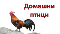 ХАТЧЕ МУСТАФА АЛИ - Отглеждане на домашни птици село Мрежичко