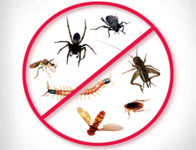 DDD-Rambo-insecta-EOOD